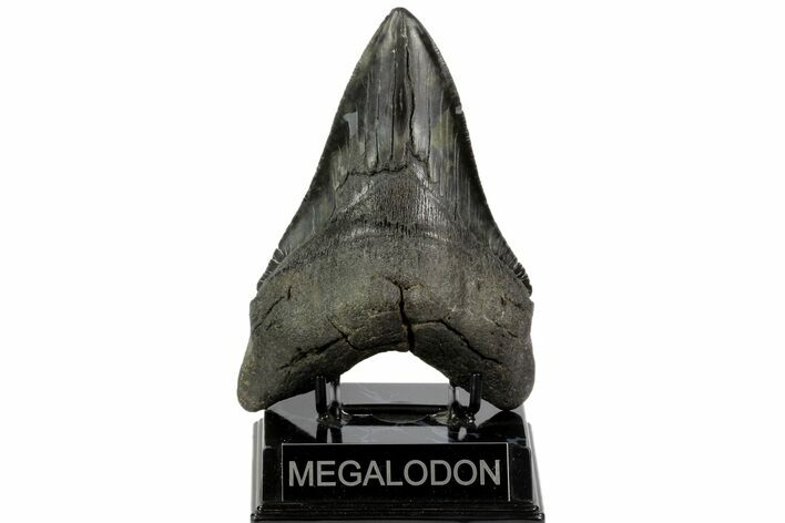 Serrated, Megalodon Tooth - Huge Tooth! #96655